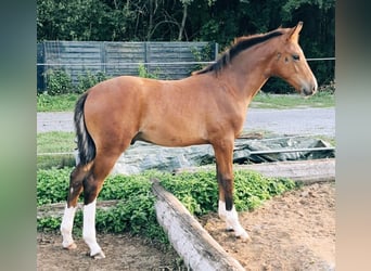 Hanovrien, Étalon, Poulain (05/2026), Bai clair