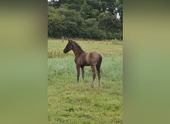Hanovrien, Étalon, Poulain (04/2026), Noir