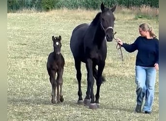 Hanovrien, Étalon, Poulain (07/2026), Noir