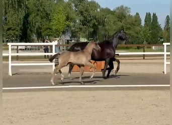 Hanovrien, Étalon, Poulain (03/2026), Noir