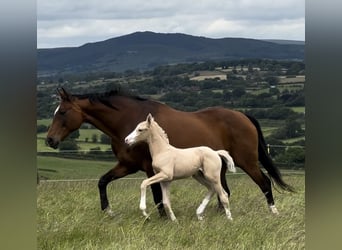 Hanovrien Croisé, Étalon, Poulain (06/2024), Palomino