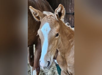 Hanovrien, Étalon, , Palomino