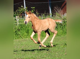 Hanovrien, Étalon, Poulain (05/2026), Palomino