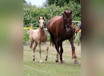 Hanovrien, Étalon, Poulain (05/2026), Palomino