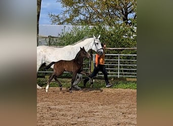 Hanovrien, Étalon, Poulain (04/2024), Peut devenir gris