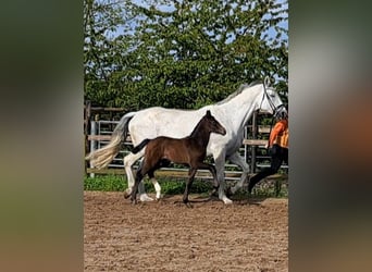 Hanovrien, Étalon, Poulain (04/2024), Peut devenir gris