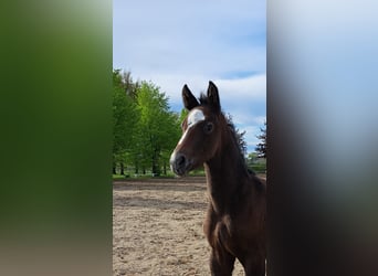 Hanovrien, Étalon, Poulain (04/2024), Peut devenir gris