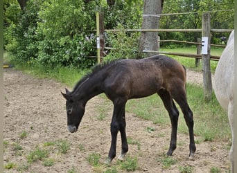 Hanovrien, Étalon, , Peut devenir gris
