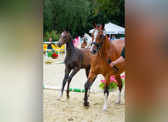 Hanovrien, Étalon, Poulain (03/2024), Peut devenir gris