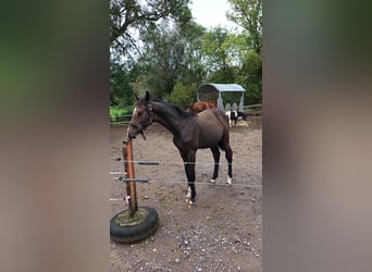 Hanovrien, Étalon, Poulain (03/2024), Peut devenir gris