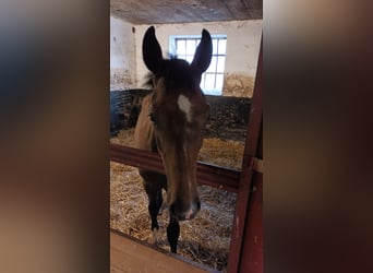 Hanovrien, Étalon, Poulain (03/2024), Peut devenir gris