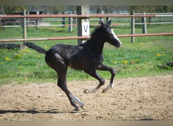 Hanovrien, Étalon, Poulain (03/2026), Peut devenir gris