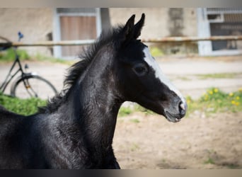Hanovrien, Étalon, Poulain (03/2026), Peut devenir gris