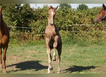 Hanovrien, Étalon, Poulain (04/2025), Peut devenir gris