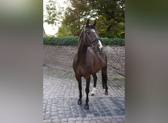 Hanovrien, Hongre, 10 Ans, 163 cm, Bai brun foncé