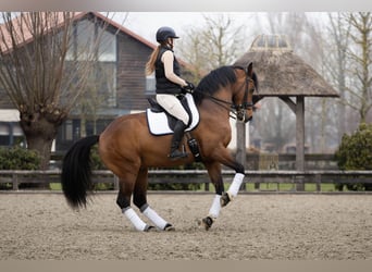 Hanovrien, Hongre, 10 Ans, 165 cm, Bai cerise
