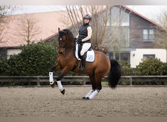 Hanovrien, Hongre, 10 Ans, 165 cm, Bai cerise