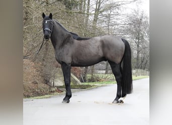 Hanovrien, Hongre, 10 Ans, 167 cm, Noir