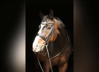 Hanovrien, Hongre, 10 Ans, 168 cm, Bai