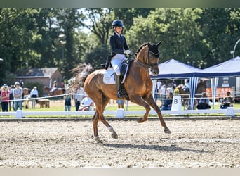 Hanovrien, Hongre, 10 Ans, 170 cm, Alezan brûlé