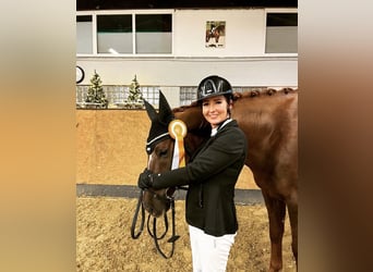 Hanovrien, Hongre, 10 Ans, 170 cm, Alezan