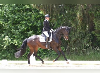 Hanovrien, Hongre, 10 Ans, 170 cm, Bai brun foncé