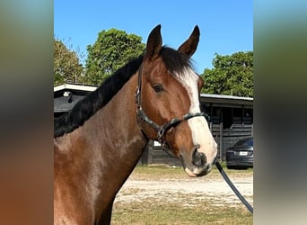 Hanovrien, Hongre, 10 Ans, 170 cm, Bai cerise
