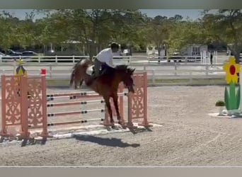 Hanovrien, Hongre, 10 Ans, 170 cm, Bai cerise