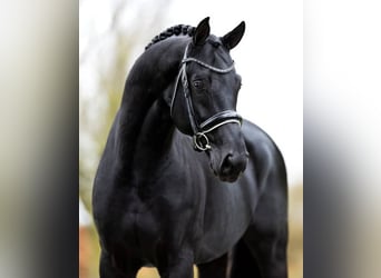 Hanovrien, Hongre, 10 Ans, 171 cm, Noir