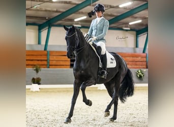 Hanovrien, Hongre, 10 Ans, 171 cm, Noir