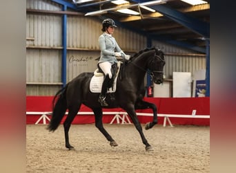 Hanovrien, Hongre, 10 Ans, 171 cm, Noir