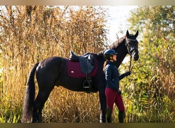 Hanovrien, Hongre, 10 Ans, 171 cm, Noir