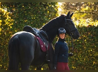Hanovrien, Hongre, 10 Ans, 171 cm, Noir