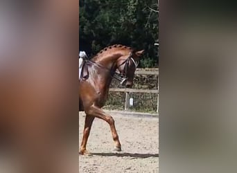 Hanovrien, Hongre, 10 Ans, 172 cm, Alezan brûlé