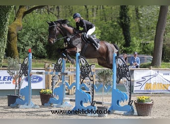 Hanovrien, Hongre, 10 Ans, 172 cm, Bai brun