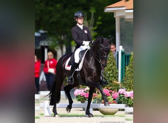 Hanovrien, Hongre, 10 Ans, 172 cm, Noir