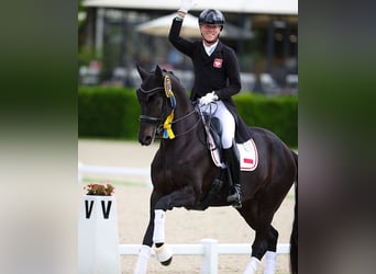 Hanovrien, Hongre, 10 Ans, 172 cm, Noir