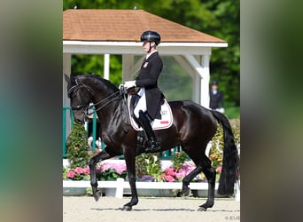 Hanovrien, Hongre, 10 Ans, 172 cm, Noir