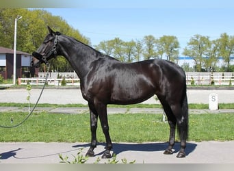 Hanovrien, Hongre, 10 Ans, 172 cm, Noir