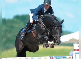 Hanovrien, Hongre, 10 Ans, 172 cm, Noir