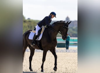 Hanovrien, Hongre, 10 Ans, 172 cm, Noir