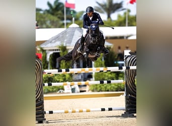 Hanovrien, Hongre, 10 Ans, 172 cm, Noir