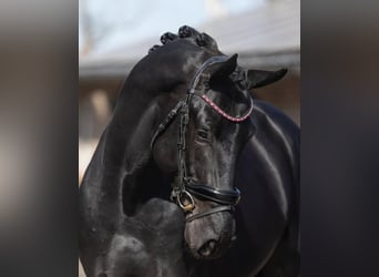 Hanovrien, Hongre, 10 Ans, 172 cm, Noir
