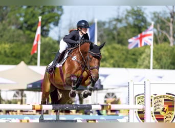 Hanovrien, Hongre, 10 Ans, 173 cm, Bai