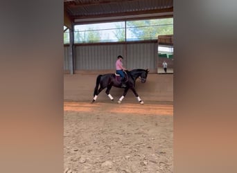 Hanovrien, Hongre, 10 Ans, 175 cm, Bai brun foncé