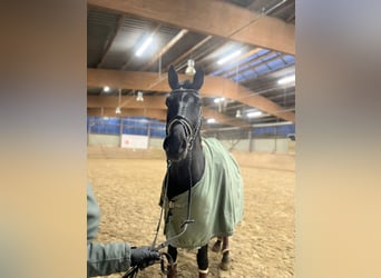 Hanovrien, Hongre, 10 Ans, 175 cm, Bai brun foncé