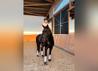 Hanovrien, Hongre, 10 Ans, 175 cm, Bai brun foncé