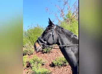 Hanovrien, Hongre, 10 Ans, 175 cm, Noir