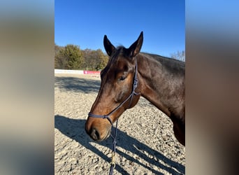 Hanovrien, Hongre, 10 Ans, 178 cm, Bai