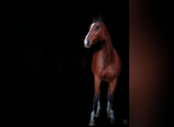 Hanovrien, Hongre, 10 Ans, 182 cm, Bai